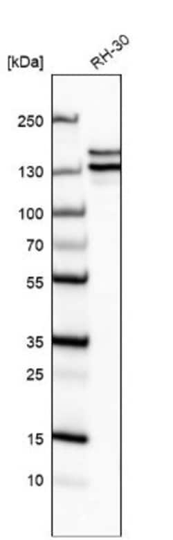 Astrin Antibody (CL10078), Novus Biologicals 100 &mu;L | Buy Online | Novus Biologicals | Fisher Scientific